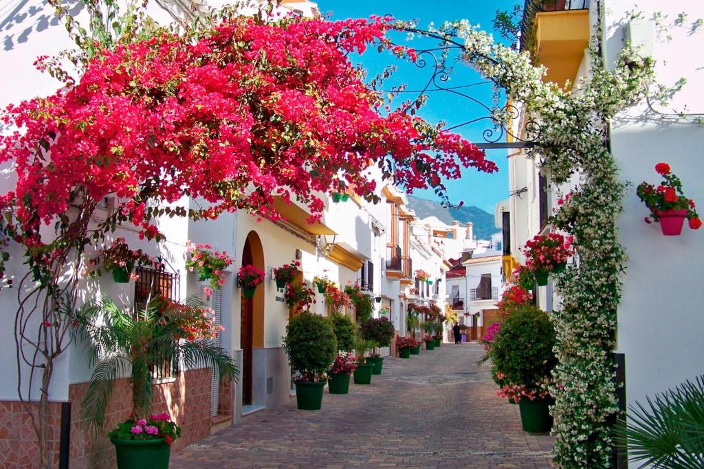 Flores Estepona